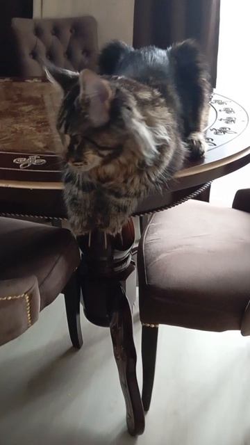 ИзбаловАла советская власть. 🐱🐭