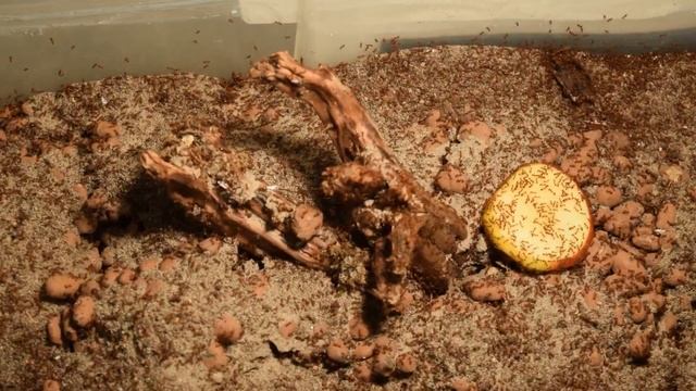 Solenopsis geminata - Colony update