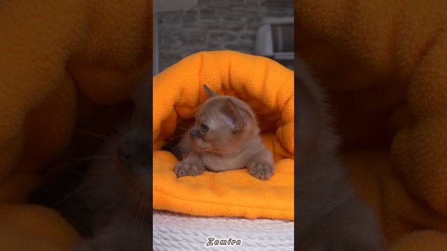 Бурманский котёнок шоколадного окраса - Zamira Freya Way