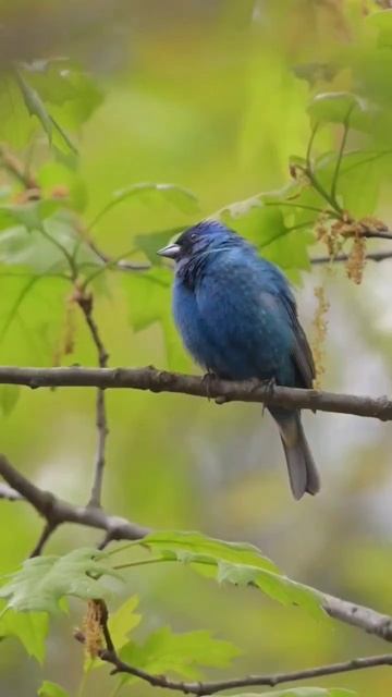 breeding Indigo Bunting, with a Golden-winged Warbler singing backup #relaxingnaturesound #shorts