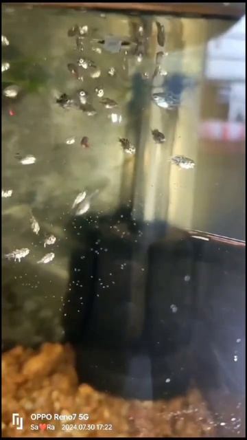 #shorts #fish #polarparrot #aquarium #polarparrotfry #fishvideo #parrotfish #fishbreeding