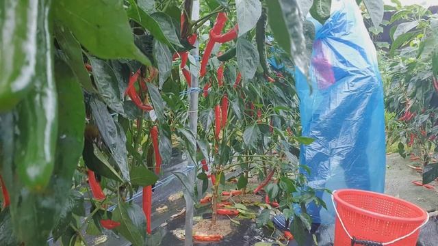 🇰🇷HARVESTING AND DRYING CHILI PEPPER FOR OUR KIMCHI 🌶