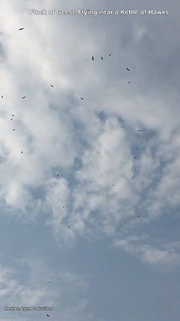 Flock of Geese almost flew into a Kettle of Hawks