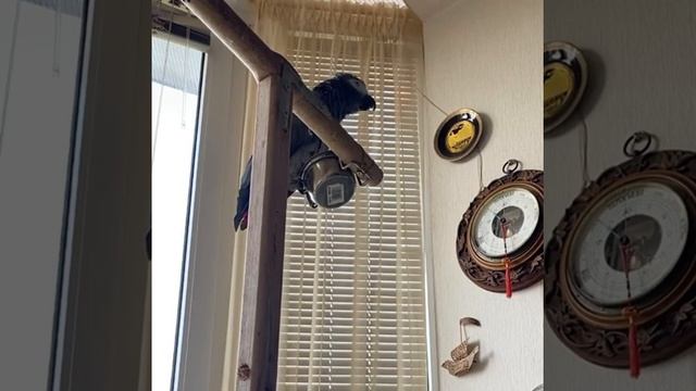 Тимоша зовёт Таню🦜