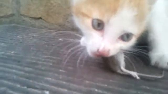 жадный котенок ест мышь.mp4