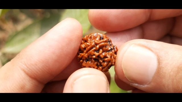 Buy Original Nepali 5 Mukhi Rudraksha # 0535