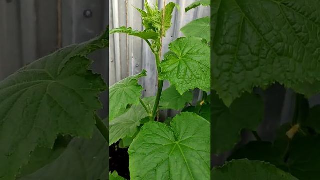 БЮДЖЕТНО ОГУРЦЫ КУРАЖ УСЫ ПАСЫНКИ ОБЛАМЫВАЕМ 🥒🌿💯❤️...