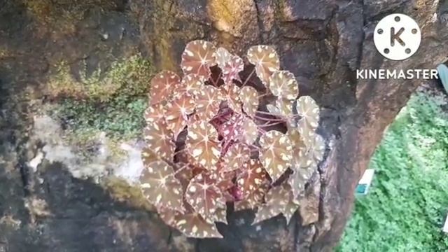 TANAMAN HIAS || TANAMAN BEGONIA TIGER PAWS || BEGONIA RHIZOMATOUS || TANAMAN KERAS MUSIM PANAS