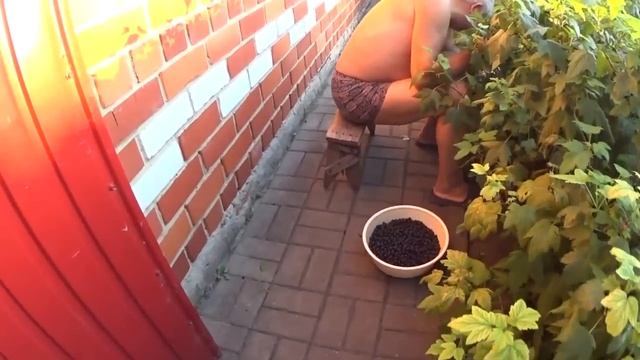ПЧЁЛЫ РАБОТАЮТ И МЫ НЕ ОТСТАЁМ .