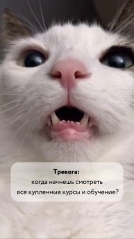 Голос тревоги #юмор #кот #психология