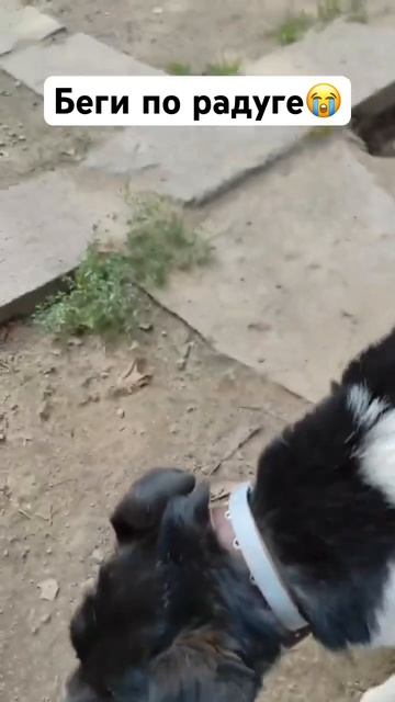 Сегодня не стало нашего Йоши…