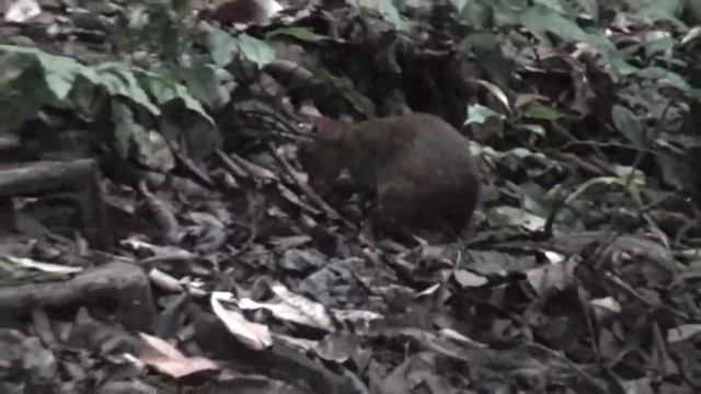 Agouti