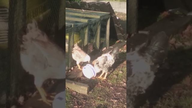 Бройлерные цыплята на выгуле осенью и зимой