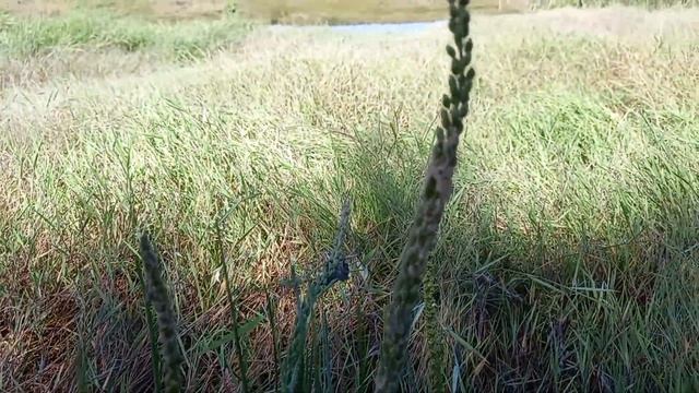 Sea Arrowgrass: A Coastal Plant with Surprising Medicinal and Culinary Uses