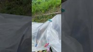 🧅 лук и чеснок 🧄 под укрытием . 20.07.2023