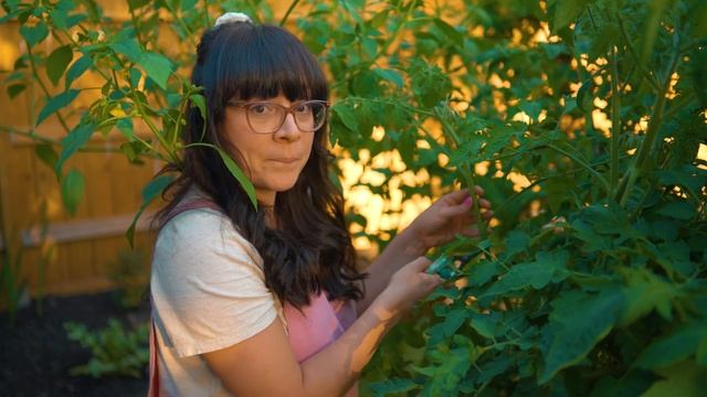 Tips On How To Prune Tomatoes | Indeterminate And Determinate Tomatoes 🍅
