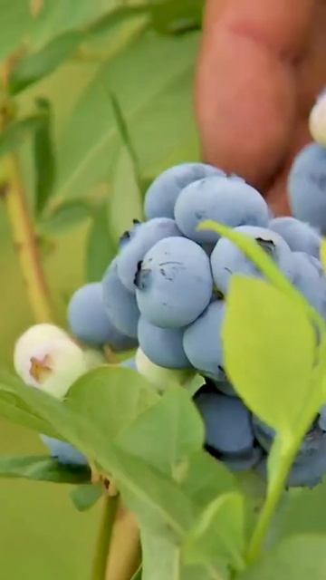 The Blueberry Tree