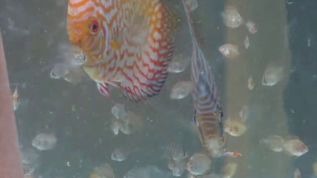 alevins discus 5