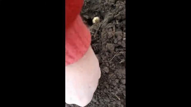 выращивание крупного чеснока