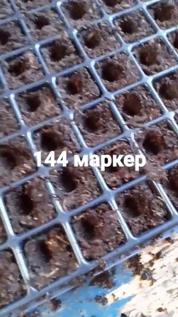 новинки садовода , #рассада