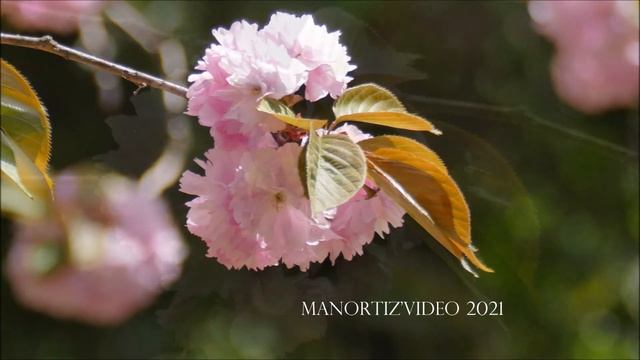 桜  カンザン Prunus serrulata ‘Kanzan’ 花見  Hanami by manortiz, ローマ、2021年4月7日