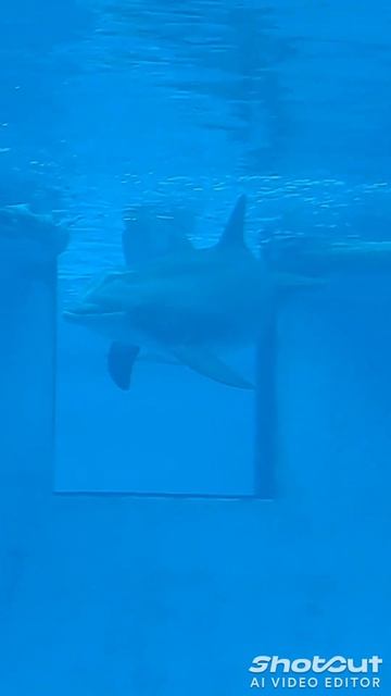 Dolphins