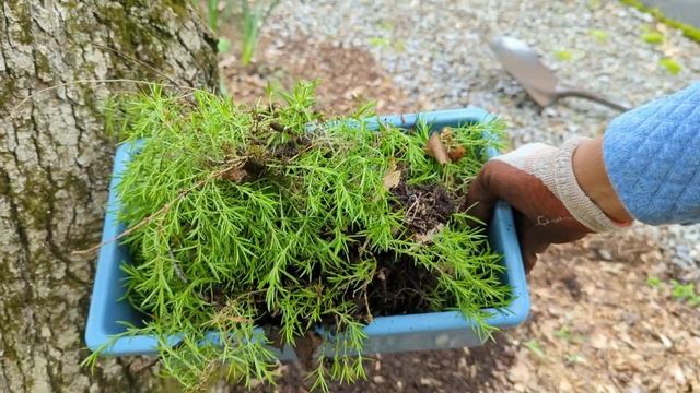 How To Divide Creeping Phlox | Moss Phlox Perennial Groundcover