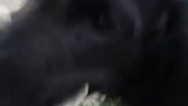 капуста и сабаки=)