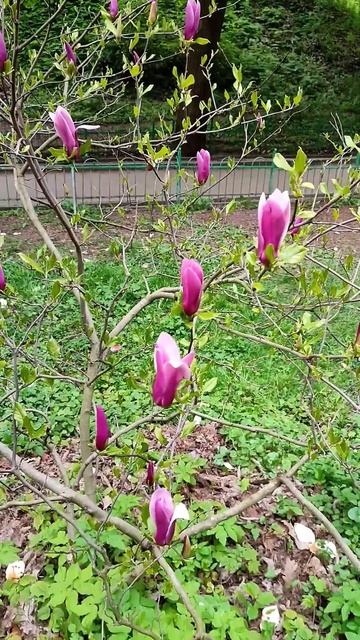 magnolias bloomed in the garden, and birdsong is the music of the birth of life 080523