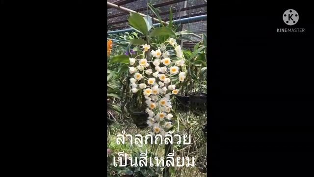 กล้วยไม้ : เอื้องมัจฉาณุ (Dendrobium Farmeri)