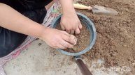 मार्च में लगाए 5 बहेतरीन फूलों वाले बल्ब। football Lilly kaempferia curcuma Tuber rose orange glory