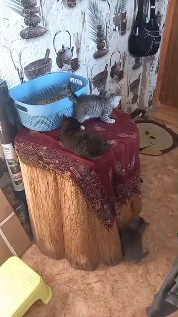 Котята
