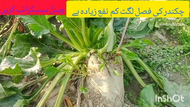 Chukandar Ki khet|Sugar Beat Farming |in Punjab Chukandar ki Fasal  Crop | Aamir Hussain