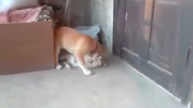 Прикол с собакой Кошак против собаки!!! Кто сильнее Жми и смотри!