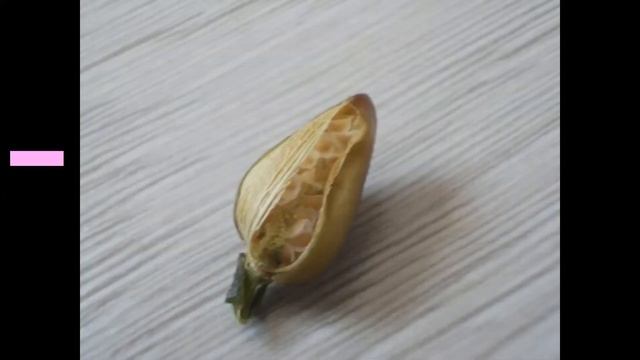 (Anacampseros lanceolata) sukulent tohum oluşum aşamaları- seed formation stages