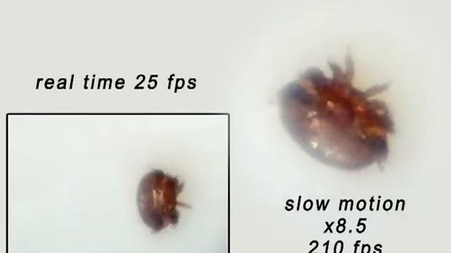 varroa