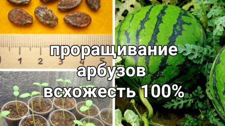 У ВАС ТОЧНО ВЫРАСТЕТ АРБУЗ.СЕКРЕТЫ ВЫРАЩИВАНИЯ АРБУЗОВ.