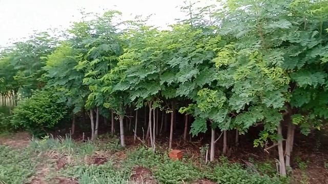 (moringa)primeira dica de 2022🙌🙌🙌🙌