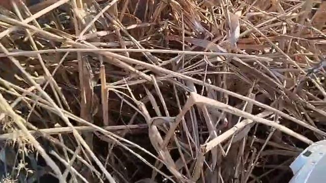 Будни егеря. Отличная погода. Отличная рыбалка 🎣🎣🎣.
