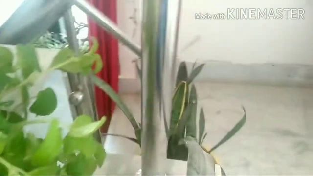 Beautiful hanging plant creeping Charlie 🌱🌱