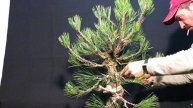 Bonsai Pinus Thunbergii - Diseño y modelado desde cero