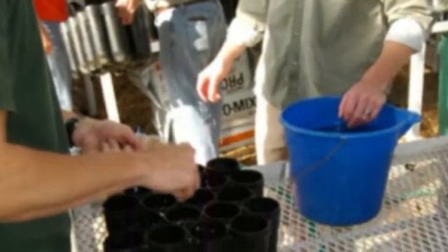 Toomer's Seedlings