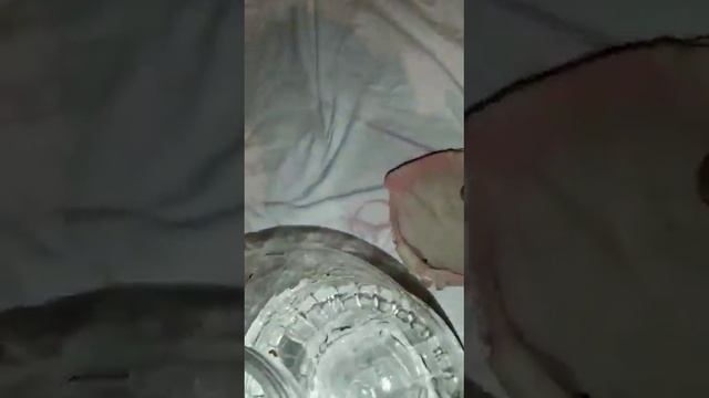 sülük yavru alımı
