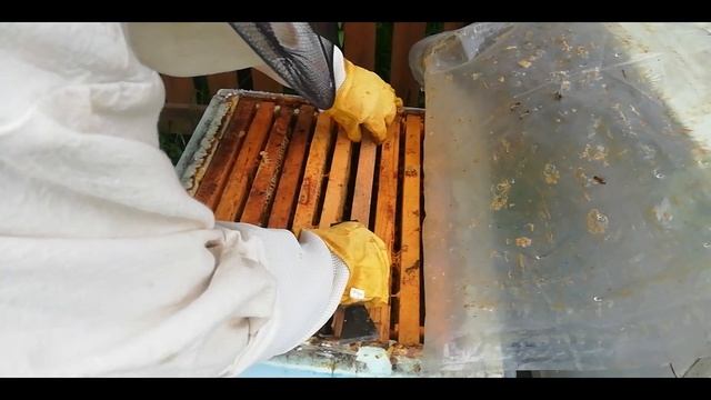 Вывод маток .- Микронуклеус своими руками.