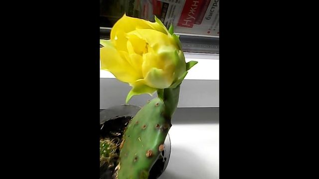 Растения 2.