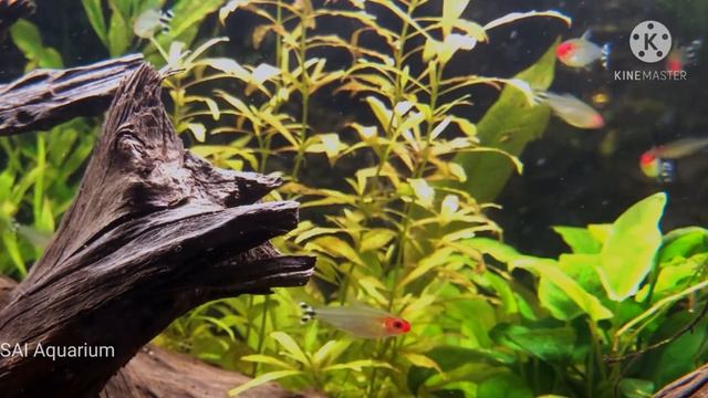 Beautiful rummy nose tetras || #SAI_Aquarium