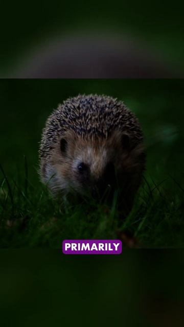 Hedgehogs: The Spiny Little Wonders #animals #nature #wildlife
