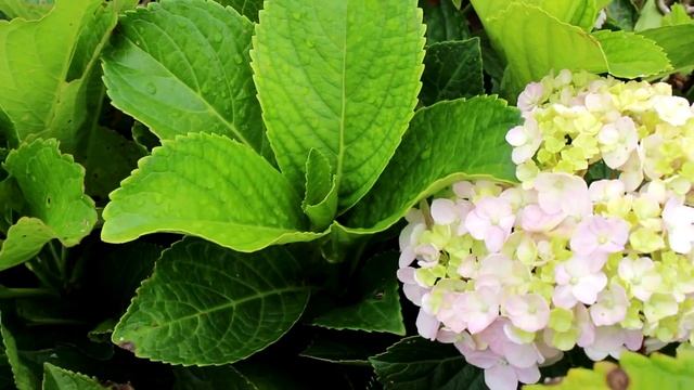 Mondini Plantas: Como Cultivar Hortênsia