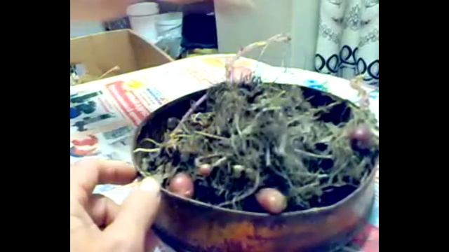 Клубеньки от старого картофеля. Обновление СОРТА.!