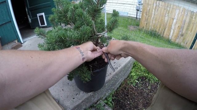 mugo pine first styling creating jin deadwood how to bonsai tree for beginners